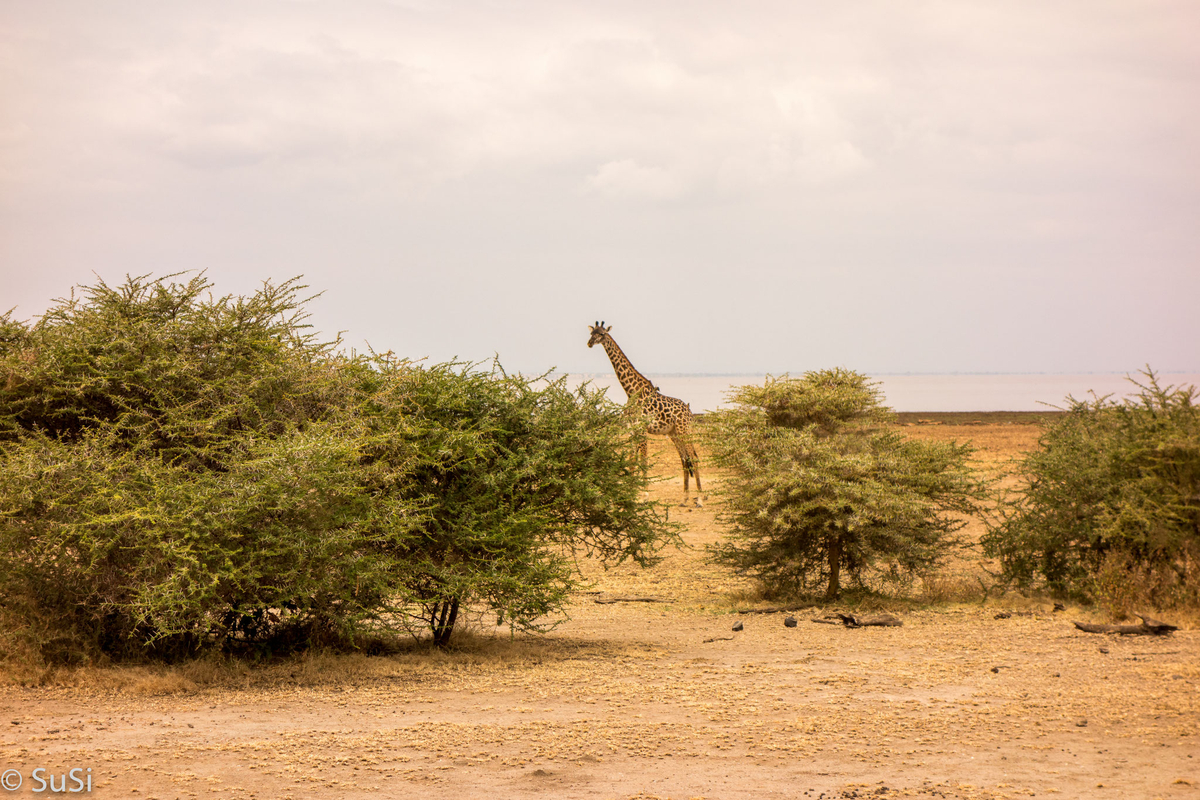 Giraffe im Busch