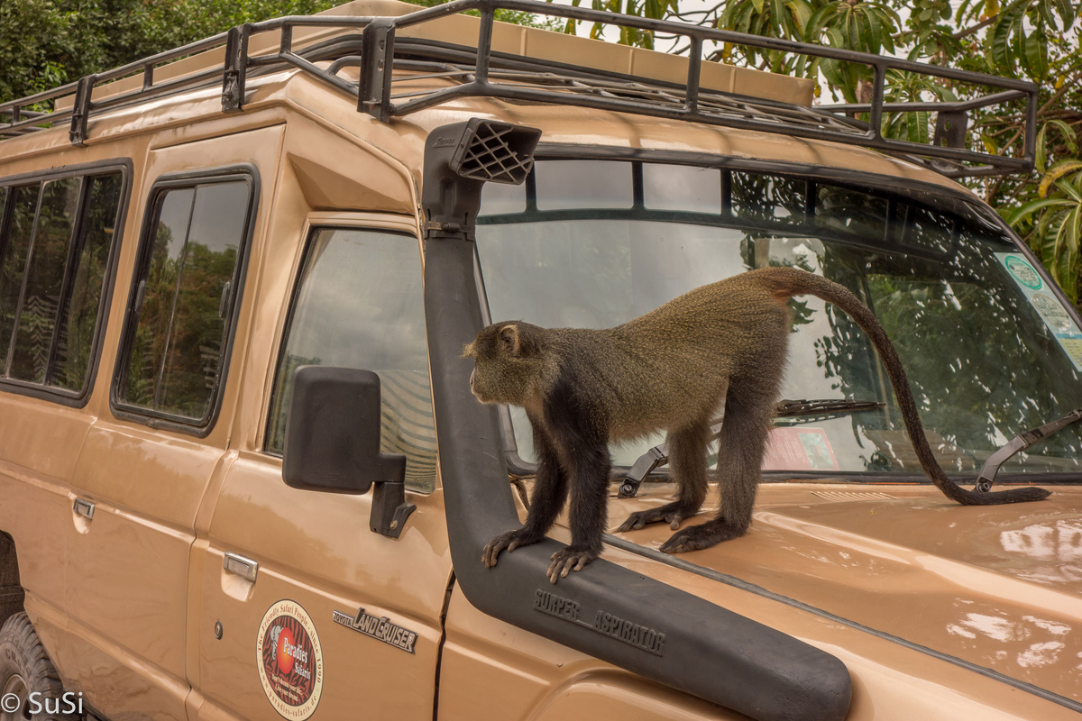 Affe inspiziert unser Safari Fahrzeug