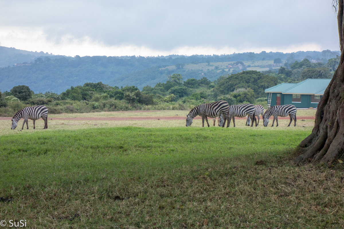 Zebras auf der Campside