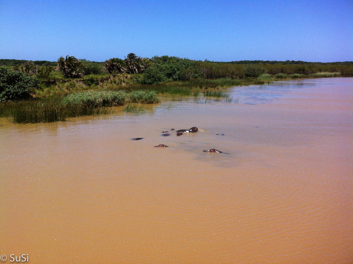 Nildpferde im Fluss - guckt nicht viel raus