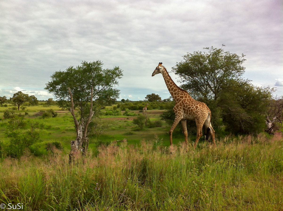 Unsere erste Giraffe im Krüger Nationalpark