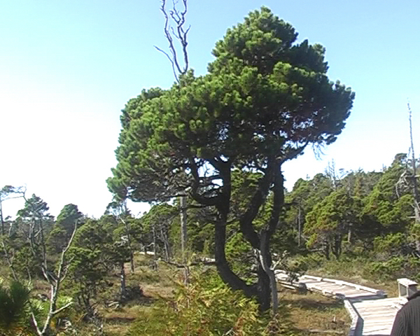 Bog Trail