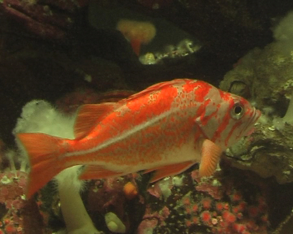 Vancouver Aquarium