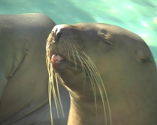 Vancouver Aquarium