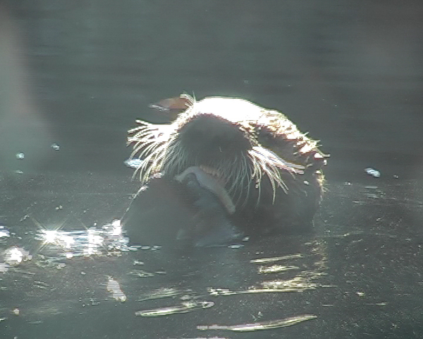 Vancouver Aquarium