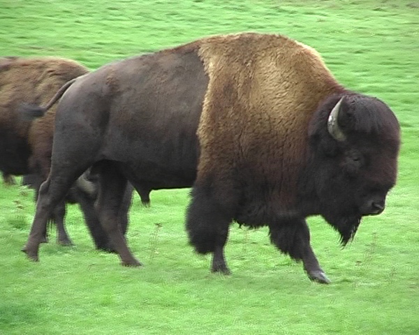 Bison